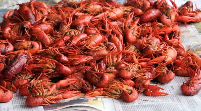 Hot boiled crawfish on table covered with newspaper